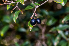 Peddiea africana