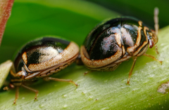 Coptosoma xanthogramma