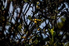 Robsonodendron eucleiforme