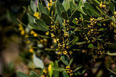 Robsonodendron eucleiforme