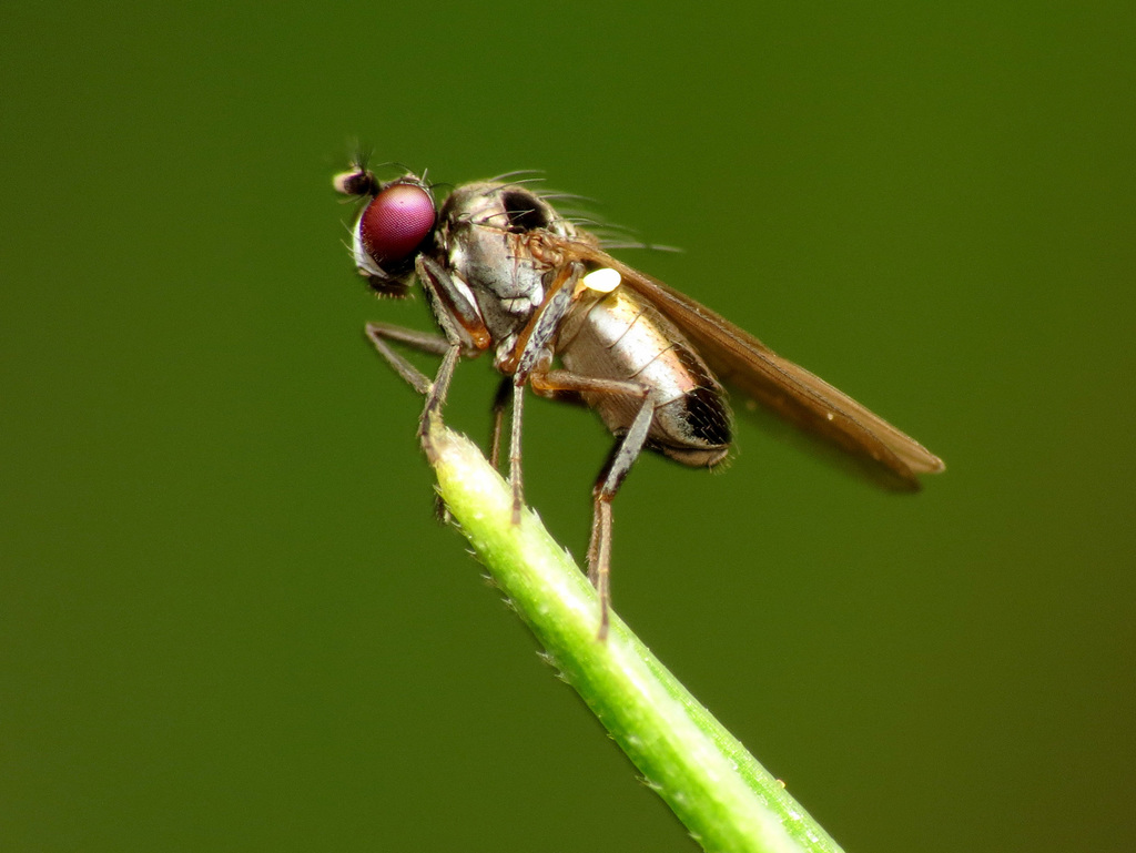 Black Pasture Fly
