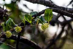 Smilax anceps
