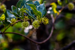 Smilax anceps