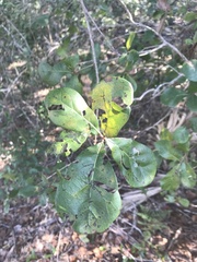 Quercus myrtifolia