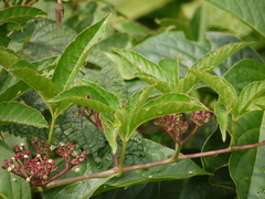 Cissus elongata