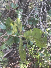 Quercus myrtifolia