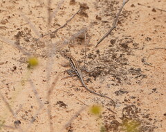 Ctenophorus spinodomus