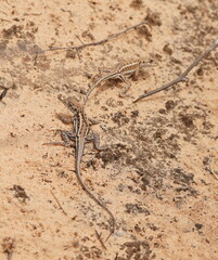 Ctenophorus spinodomus