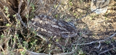 Chamaeleo chamaeleon