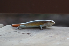 Trachylepis margaritifera