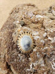 Scutellastra peronii