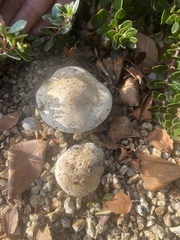 Hebeloma crustuliniforme