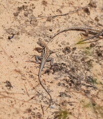 Ctenophorus spinodomus