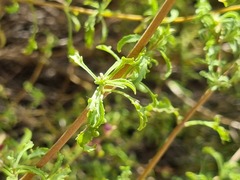 Salvia dentata