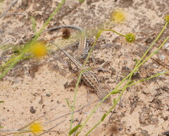 Ctenophorus spinodomus