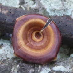 Microporus xanthopus