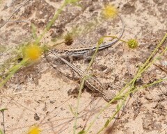 Ctenophorus spinodomus