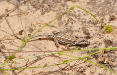 Ctenophorus spinodomus