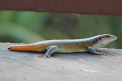 Trachylepis margaritifera