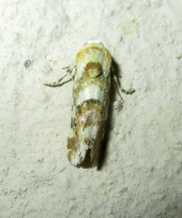 Acontia transfigurata