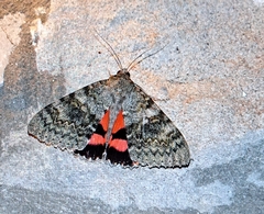 Catocala elocata