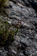 Aeollanthus parvifolius