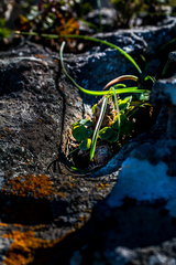 Albuca setosa