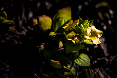 Alectra sessiliflora