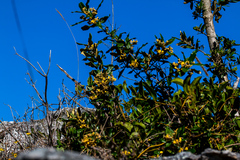 Anastrabe integerrima