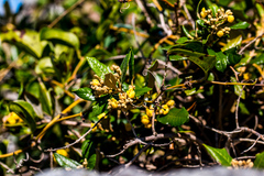 Anastrabe integerrima