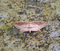 Banisia placida