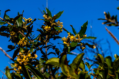 Anastrabe integerrima