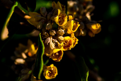 Anastrabe integerrima