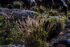 Aristida junciformis