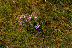 Athrixia phylicoides