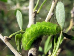 Satyrium spini