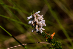 Erica aspalathifolia