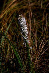 Erica aspalathifolia