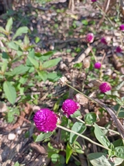 Gomphrena globosa