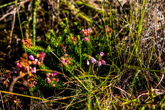 Erica cubica