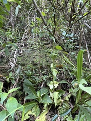 Swertia shintenensis