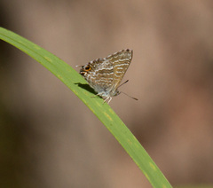 Theclinesthes onycha