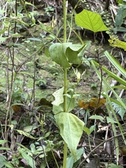 Swertia shintenensis