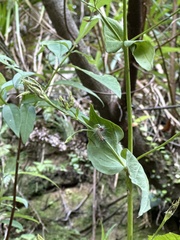 Swertia shintenensis