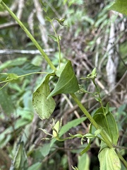 Swertia shintenensis