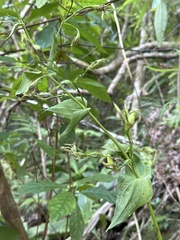 Swertia shintenensis