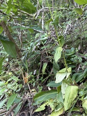 Swertia shintenensis