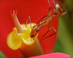 Camponotus variegatus