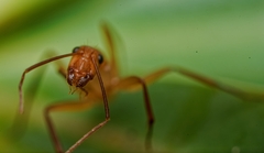 Camponotus variegatus