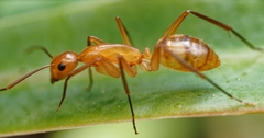 Camponotus variegatus